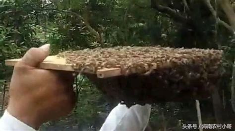 在家遇到蜜蜂怎麼辦 暗習哩厚